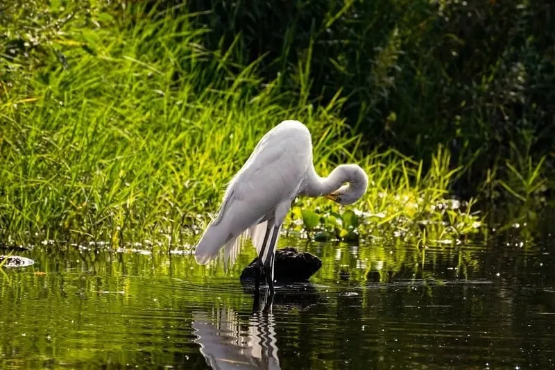 Conciencia, Conservación y Difusión