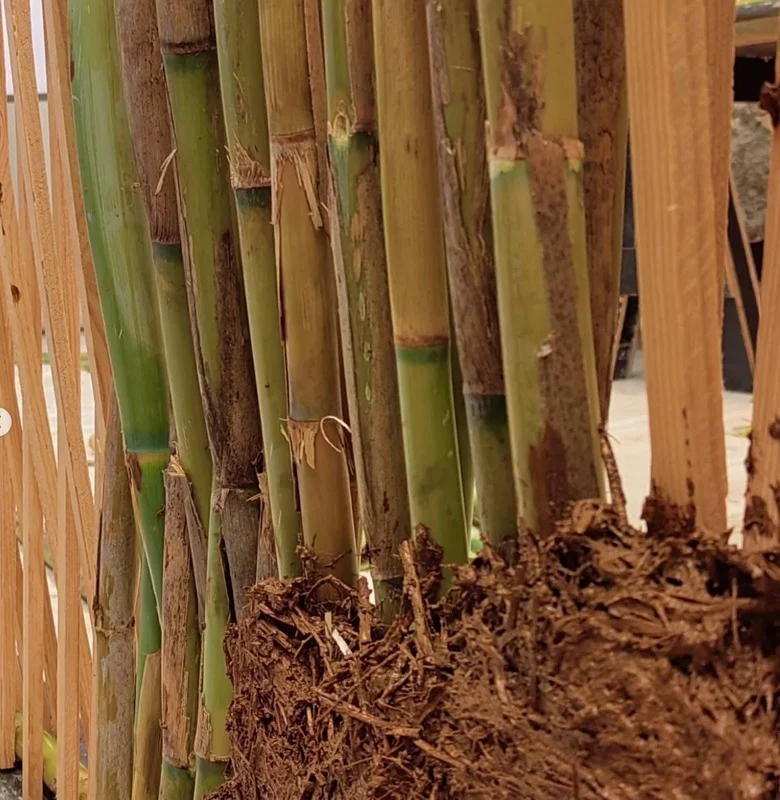 Parque Chinampero Vivo